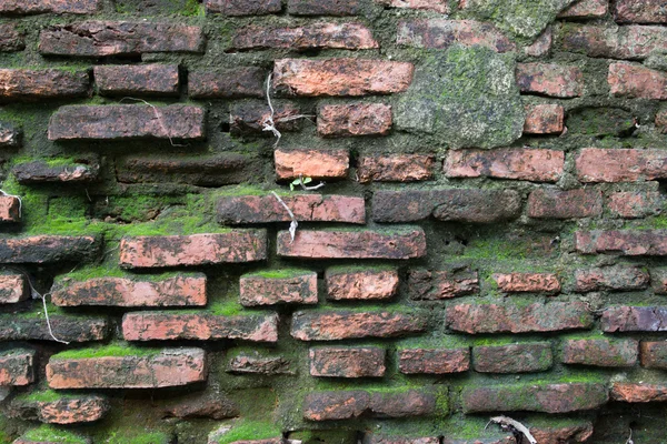 苔のある古いレンガの壁 — ストック写真
