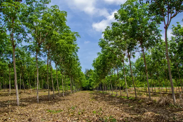 Ряды каучуковых деревьев, Восточный Таиланд . — стоковое фото
