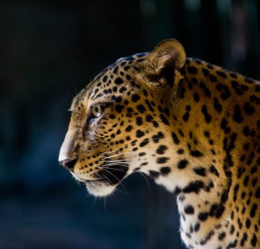 leopar portre