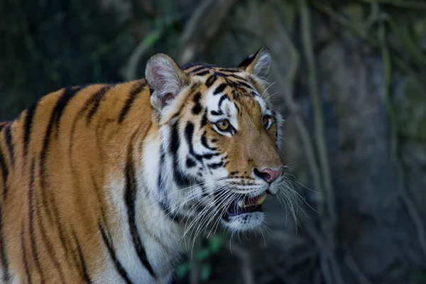 Retrato de Amur Tigers — Fotografia de Stock