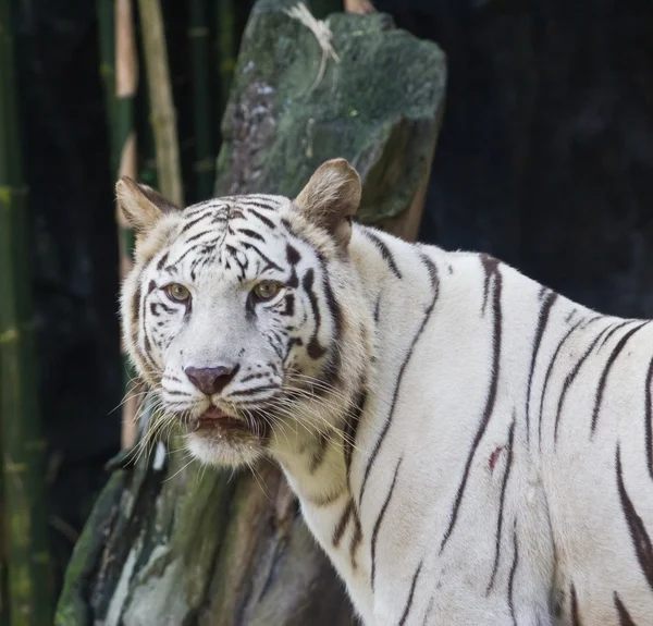 White tiger in zoo, Thailand — Stock Photo, Image