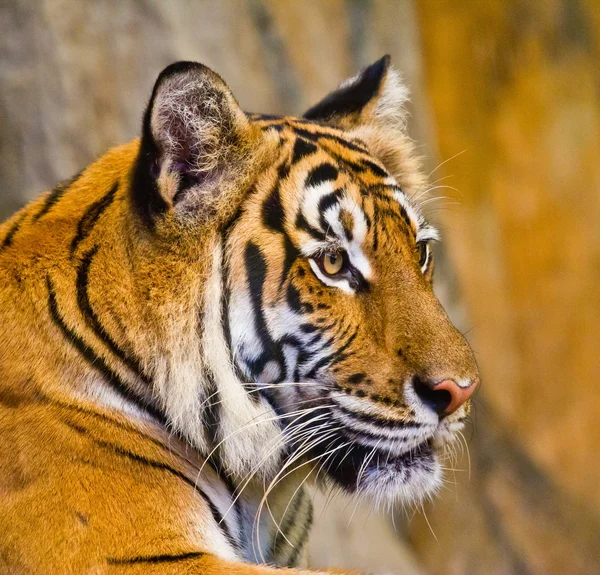 Retrato de Amur Tigers — Fotografia de Stock