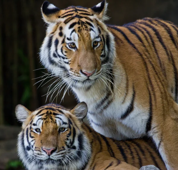 Retrato de Tigres de Amur —  Fotos de Stock