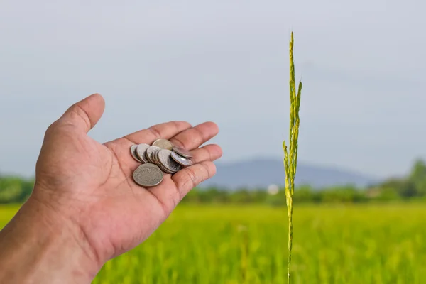 Hand scatter coin Rice farm at chon buri thailand — Stock Photo, Image