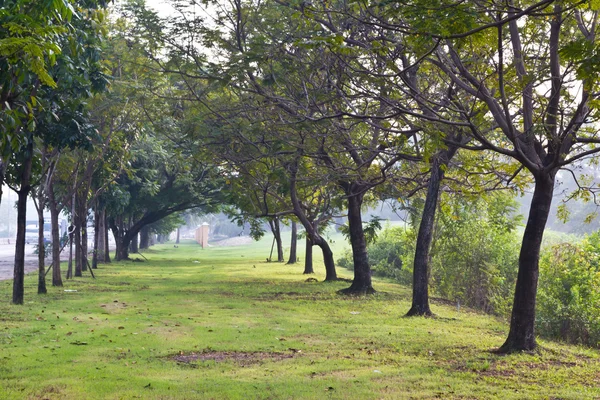 Green trees in park and sunlight — Stock Photo, Image