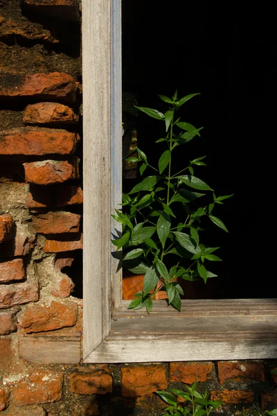 Fenêtre dans un vieux mur de briques — Photo