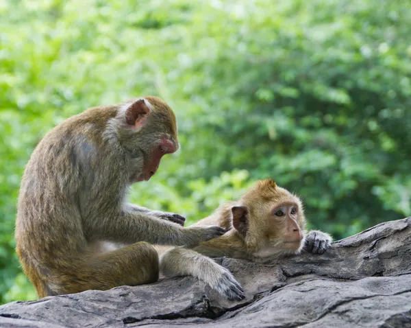 Wildlife thajské opice v samotné emoce — Stock fotografie