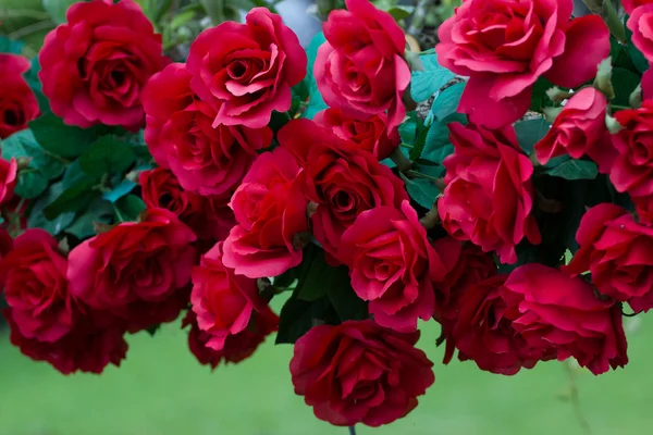 Rosas rojas para el día de San Valentín —  Fotos de Stock