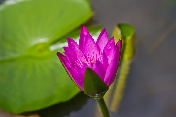 Çiçek lotus çiçeği — Stok fotoğraf