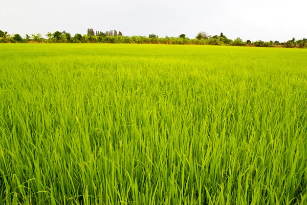Rice exports worldwide farm — Stock Photo, Image
