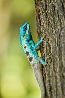 ağaç dalı üzerinde mavi iguana