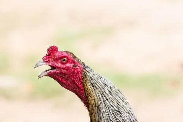 Cock at thailand — Stock Photo, Image