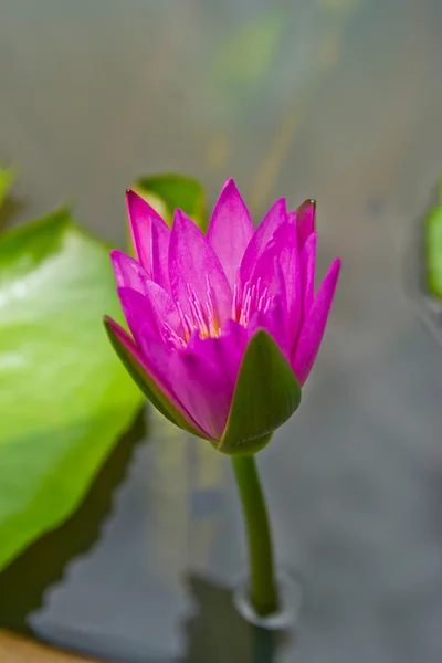 Japon gölet Focus üzerinde çiçek çiçek lotus çiçeği — Stok fotoğraf