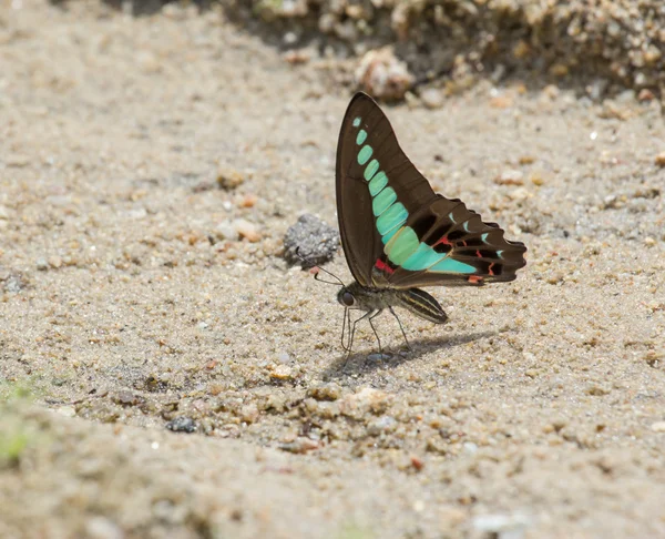 Schmetterling (Kettenschwertschwanz), Thailand — Stockfoto