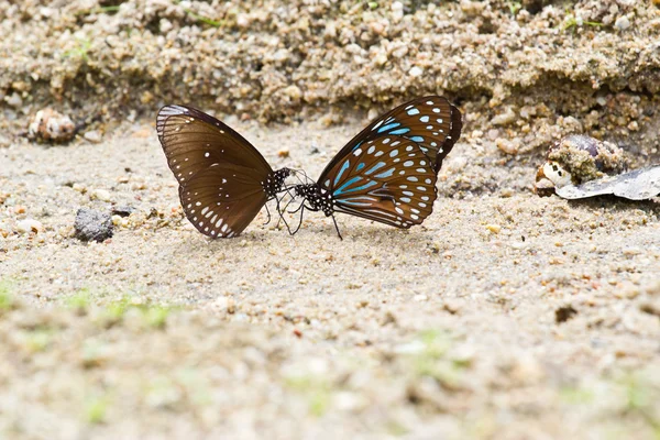Schmetterling (Kettenschwertschwanz), Thailand — Stockfoto