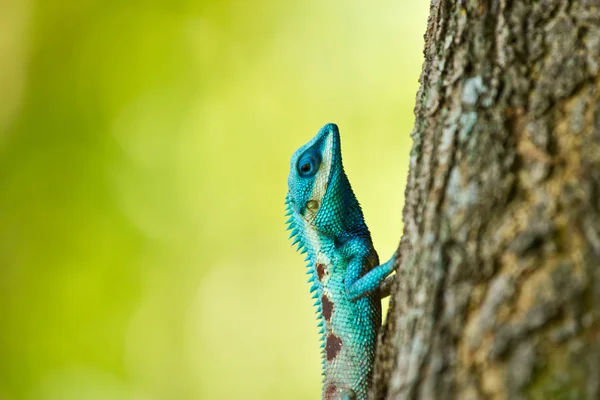 Blauer Leguan auf Ast — Stockfoto