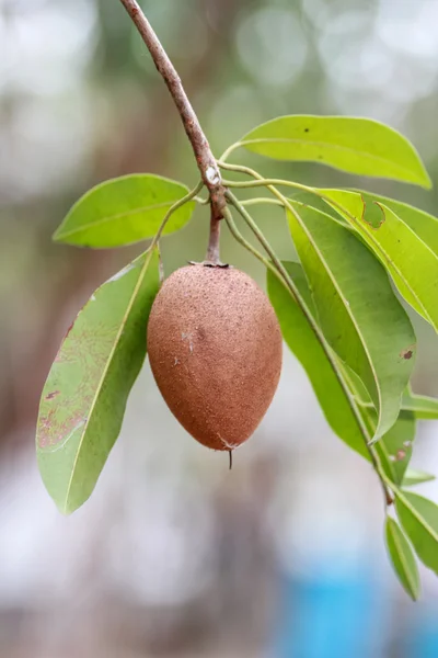 Fruta Sapodilla na árvore — Fotografia de Stock