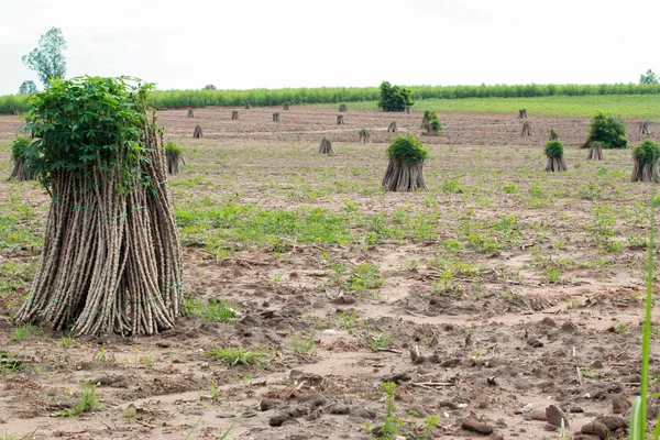 Plantas de Tapioca Mandioca . — Foto de Stock