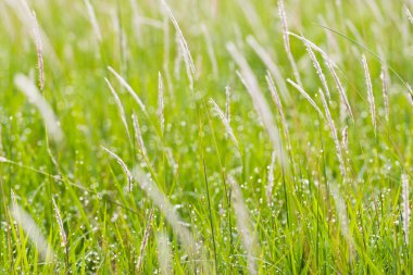 soyut yeşil arkaplan