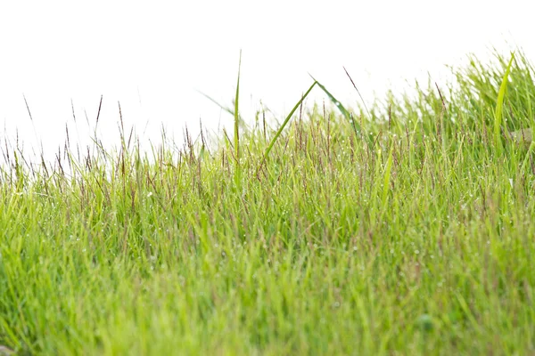 Gräs med dagg i morgon skog — Stockfoto