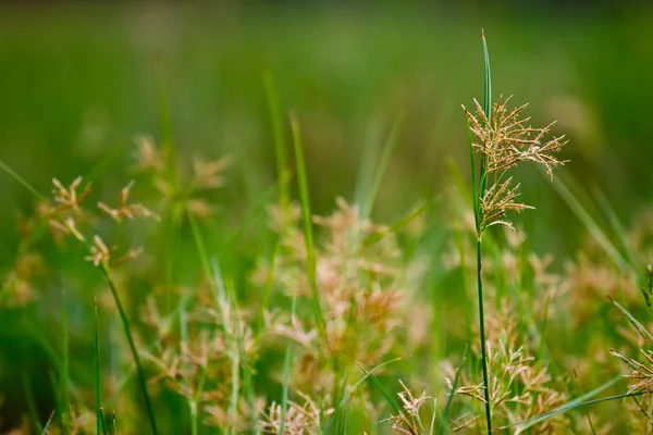 Abstract green natural background — Stock Photo, Image