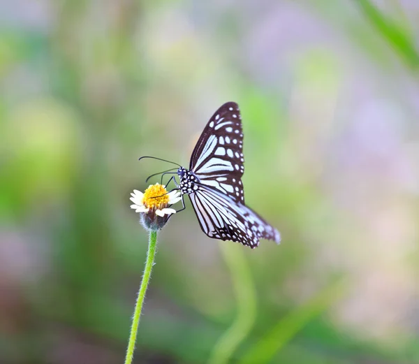 Schmetterling am Flussufer — Stockfoto