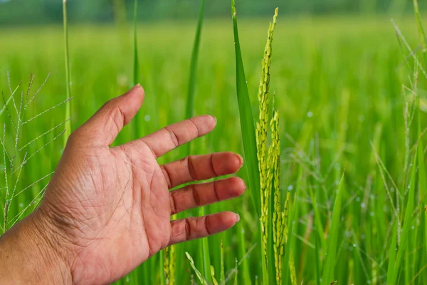 Hand touching green paddy leaf. — Stock Photo, Image