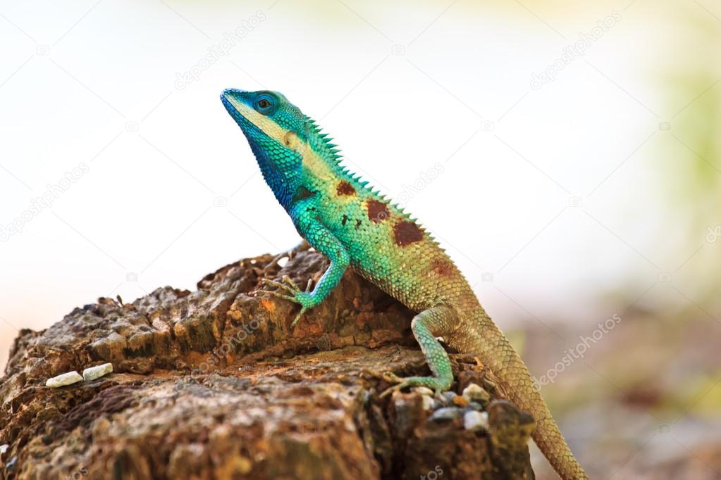 Blue iguana in the nature