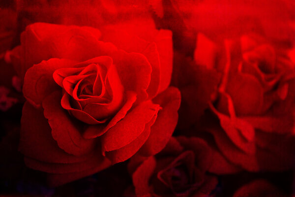 Red roses for Valentine's Day
