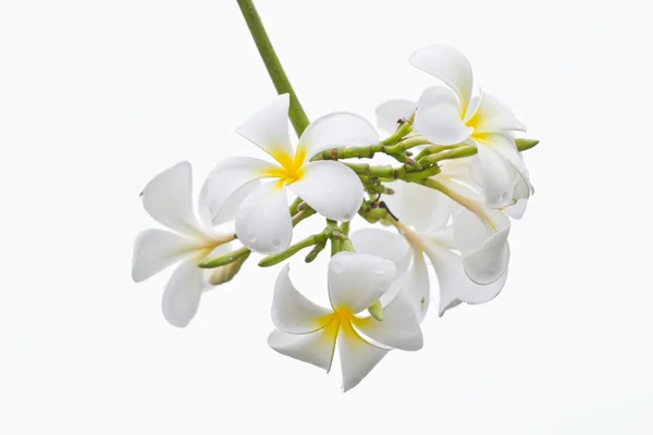 Frangipani, Plumeria, Templetree,Thai flower — Stock Photo, Image