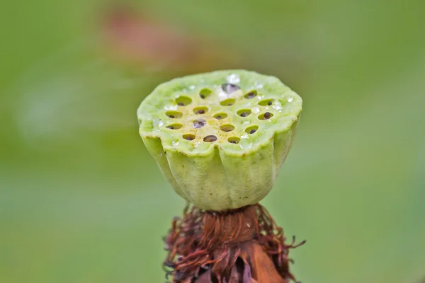 Semi di loto, foglie di loto e fiori sfondo verde . — Foto Stock