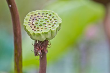 yeşil arka plan Lotus tohum, lotus yaprak ve çiçek.