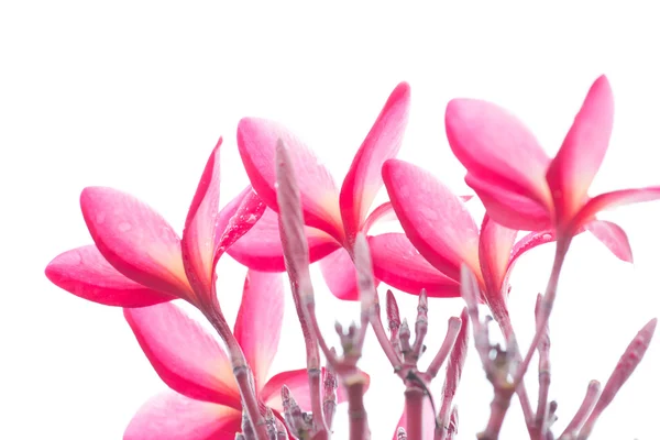 Różowy frangipani, plumeria, templetree, tajski kwiat — Zdjęcie stockowe