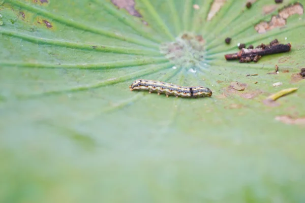 Lagarta em uma árvore verde de funcho selvagem — Fotografia de Stock