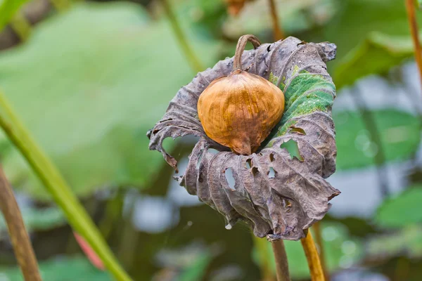 Gedroogde lotus zaden — Stockfoto