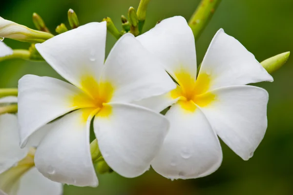 Frangipani, Живці квітів, Templetree, тайський квітів — стокове фото
