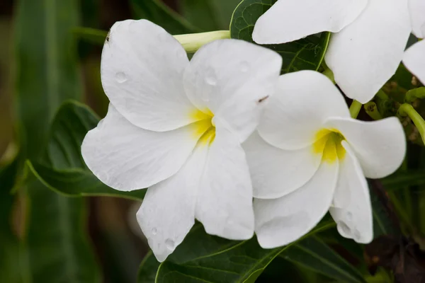 Frangipani, Plumeria, Templetree,Thai flower — Stock Photo, Image