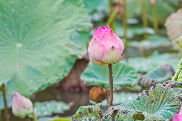 Lotus güzel bir Tay çiçek tomurcuk — Stok fotoğraf