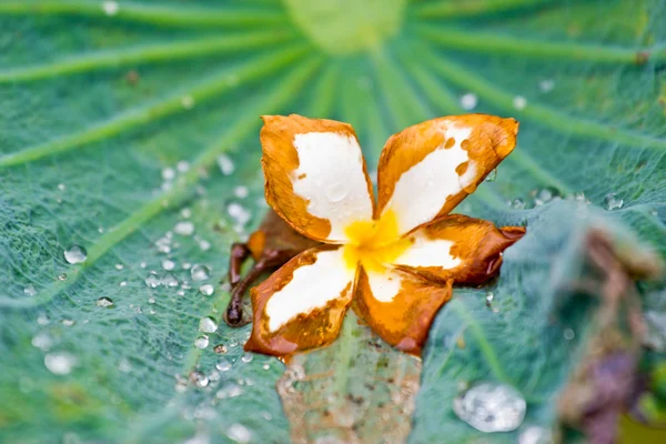 Gouttes d'eau sur la feuille de lotus — Photo