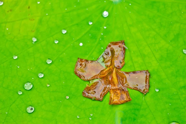 Gocce d'acqua sulla foglia di loto — Foto Stock
