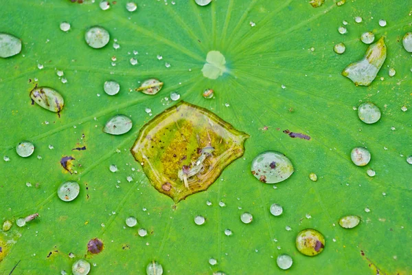 Πτώσεις του νερού στα lotus φύλλα — Φωτογραφία Αρχείου
