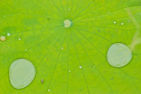 Kapky vody na lotosovém listu — Stock fotografie