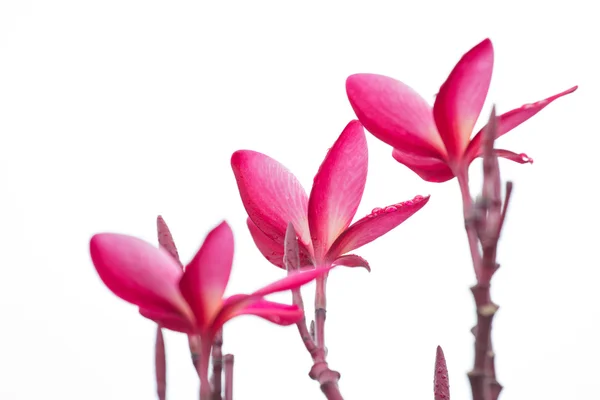 Pink Frangipani, Plumeria, Templetree,Thai flower — Stock Photo, Image