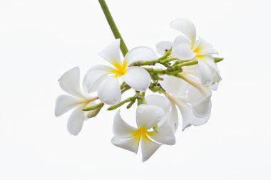 Frangipani plumeria, templetree, Tayland çiçek