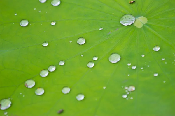 Gotas de água na folha de lótus — Fotografia de Stock