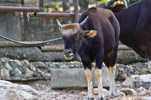 Photo of Gaur bull — Stock Photo, Image