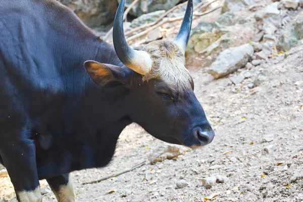 Photo of Gaur bull — Stock Photo, Image