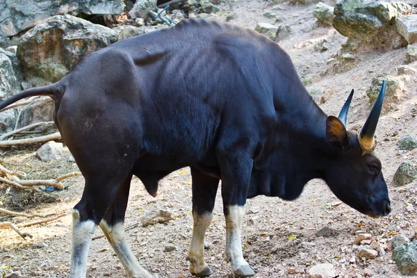 Photo of Gaur bull — Stock Photo, Image