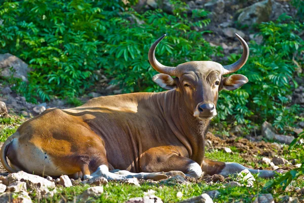 Banteng or Red Bull — Stock Photo, Image