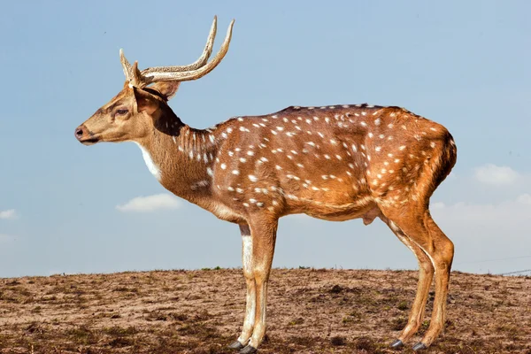 Jolie jachère tachetée cerf isolé sur blanc — Photo